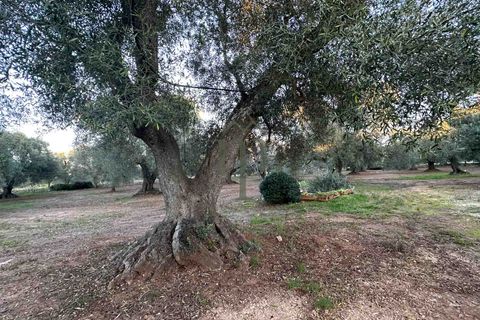Ruinere i Ostuni, Brindisi, Ostuni - € 79.000 | Ref: Lamia Degli Uli - foto 6